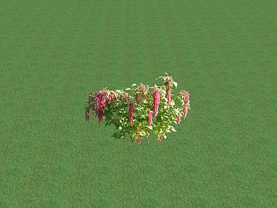 花草 花坛花草