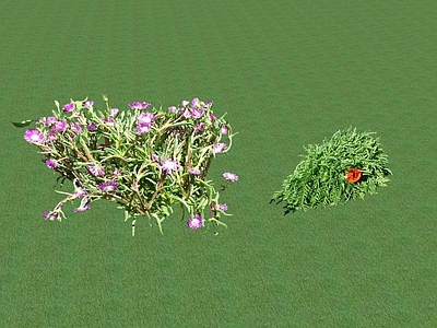 花草 花坛花草