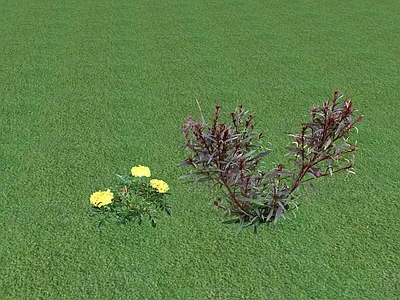 花草 花坛花草
