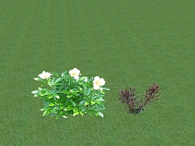 花草 花坛花草