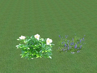 花草 花坛花草