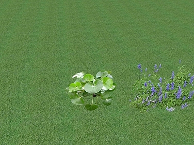 花草 花坛花草