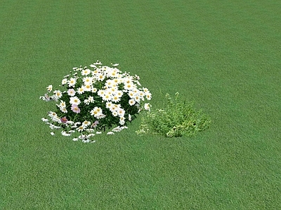 花草 花坛花草