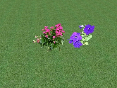 花草 花坛花草