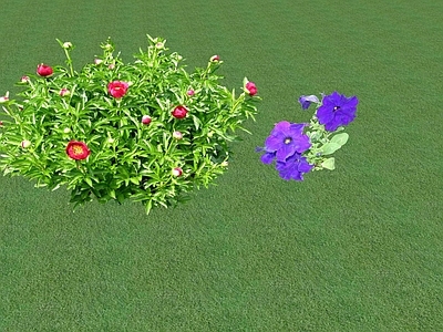 花草 花坛花草