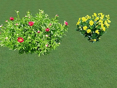 花草 花坛花草
