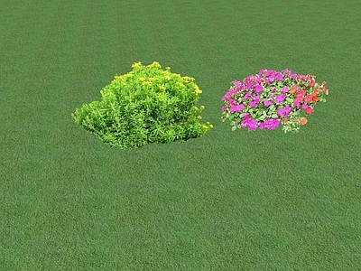 花草 花坛花草