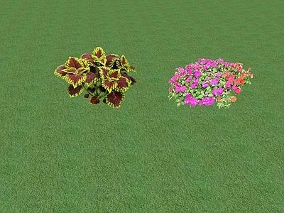 花草 花坛花草