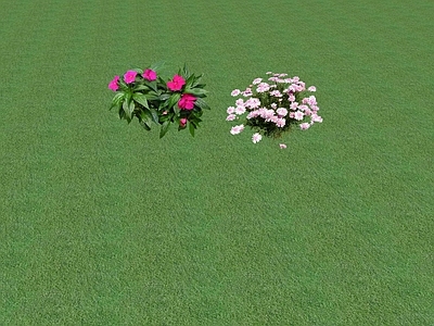 花草 花坛花草