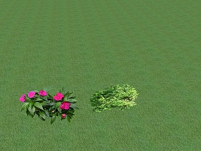 花草 盆栽花草