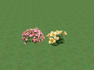 花草 盆栽花草