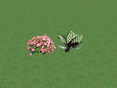 花草 花坛花草