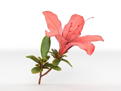 花 映山红 杜鹃花 花草植物