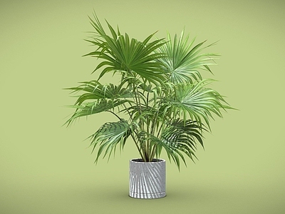 盆栽 蒲葵 苏铁盆栽 蕨类盆栽 盆景 盆栽