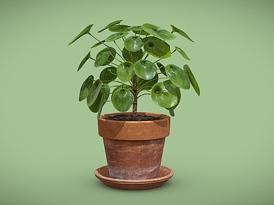 盆栽 镜面草 翠屏草 盆栽 盆景 室内植物