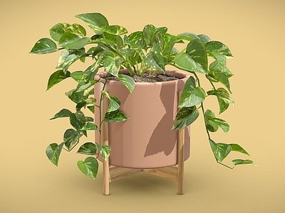 盆栽 绿萝盆栽 花叶绿萝 盆栽 盆景 绿萝