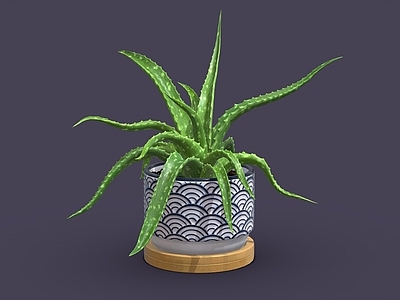盆栽 龙舌兰 盆栽 盆景 室内植物 装饰植物