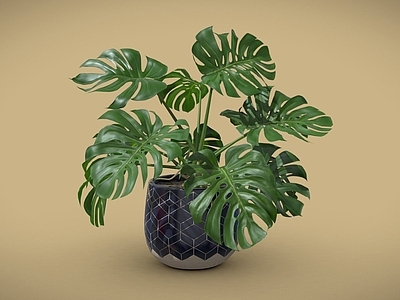 盆栽 龟背竹 盆栽 盆景 植物摆件 室内植物