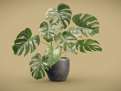 盆栽 龟背竹 盆栽 盆景 植物摆件 室内植物