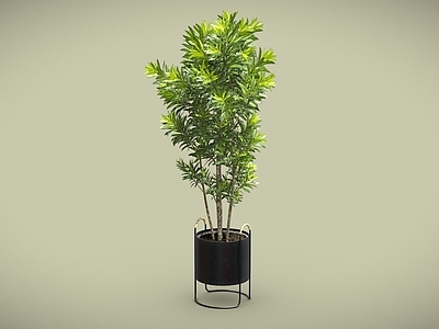 盆栽 罗汉松 盆栽 盆景 植物摆件 室内植物