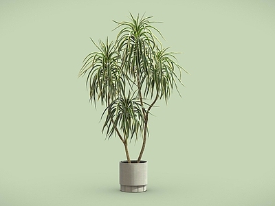 盆栽 千年木 盆栽 盆景 植物摆件 室内植物
