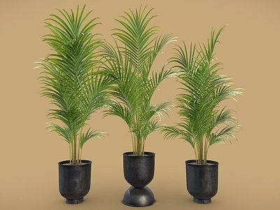 盆栽 散尾葵 盆栽 盆景 植物摆件 室内植物