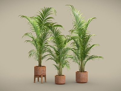 盆栽 散尾葵 蕨类盆栽 盆栽 盆景 植物摆件