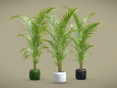 盆栽 散尾葵 蕨类盆栽 盆栽 盆景 植物摆件