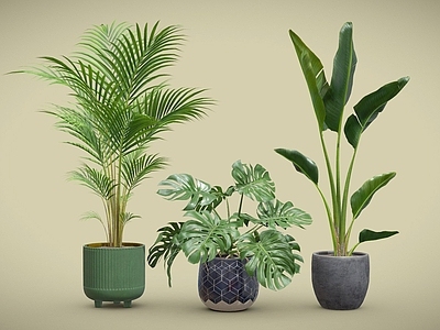 盆栽 散尾葵 龟背竹 天堂鸟 盆栽 植物摆件