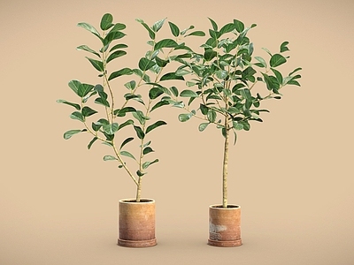 盆栽 琴叶榕 盆栽 盆景 植物摆件 室内植物