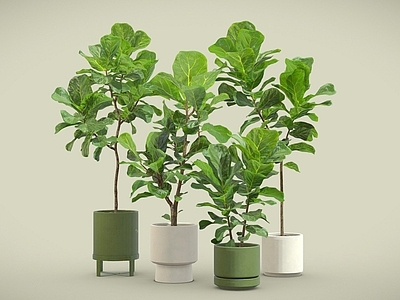 盆栽 琴叶榕 盆栽 盆景 室内植物 植物摆件