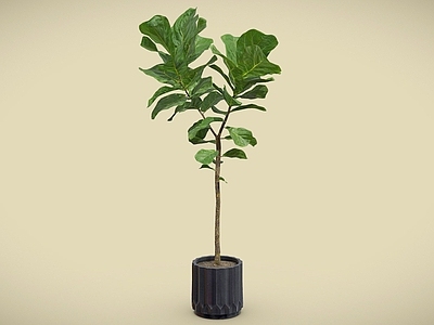 盆栽 琴叶榕 盆栽 盆景 室内植物 植物摆件
