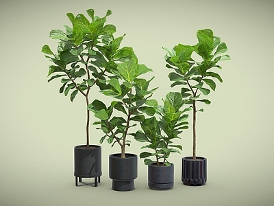 盆栽 琴叶榕 盆栽 盆景 室内植物 植物摆件