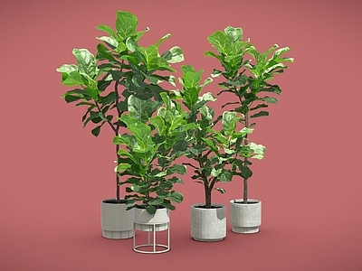 盆栽 琴叶榕 盆栽 盆景 室内植物 植物摆件