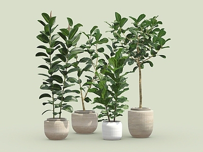 盆栽 琴叶榕 盆栽 花盆 植物摆件 室内植物