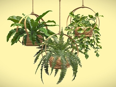 盆栽 吊兰植物 绿萝 盆栽 吊兰 植物摆件