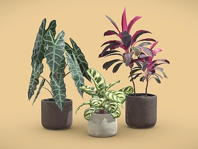 盆栽 黑叶观音莲 竹芋 朱蕉 盆栽 植物摆件