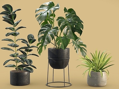 盆栽 橡皮树 龟背竹 吊兰 盆栽 植物摆件