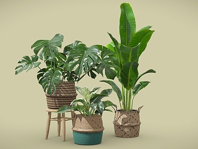 盆栽 龟背竹 白掌 天堂鸟 盆栽 植物摆件