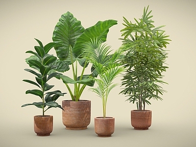 盆栽 棕榈盆栽 海芋 散尾葵 盆栽 植物摆件