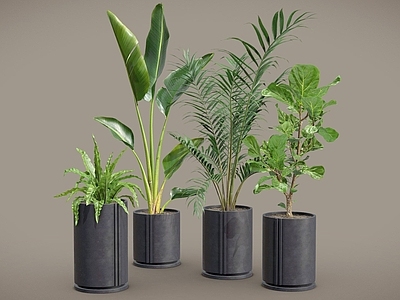 盆栽 天堂鸟 琴叶榕 盆栽 散尾葵 植物摆件