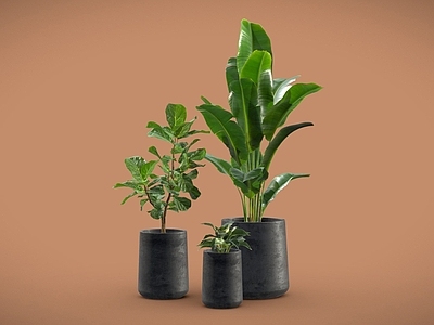 盆栽 白掌 琴叶榕 天堂鸟 植物摆件 盆栽