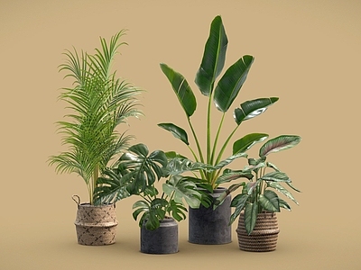 盆栽 龟背竹 竹芋 天堂鸟 盆栽 植物摆件 散尾葵