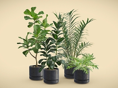 盆栽 琴叶榕 橡皮树 散尾葵 蕨类盆栽 盆栽 植物摆件