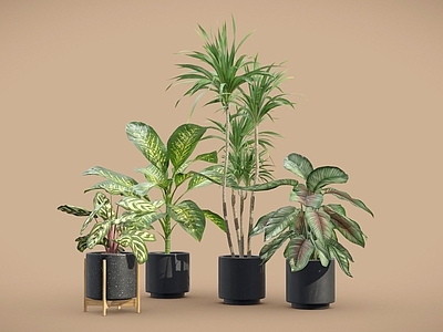 盆栽 孔雀竹芋 万年青 龙血树 竹芋 盆栽 植物摆件