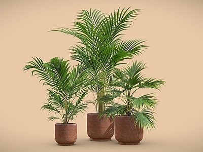 盆栽 散尾葵 蕨类盆栽 陶器花盆 盆栽 植物摆件