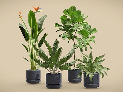 盆栽 鹤望兰 铁树 琴叶榕 波士顿蕨 盆栽 植物摆件