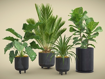 盆栽 苏铁 海芋 龙血树 琴叶榕 盆栽 植物摆件