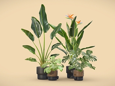 盆栽 天堂鸟 青苹果竹芋 龟背竹 盆栽 室内植物 植物摆件