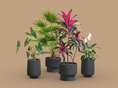 盆栽 海芋 蒲葵 朱蕉 白掌 植物摆件 盆栽